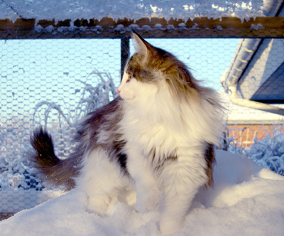 Tiger-Lilly ude i sneen for frste gang - december 2004